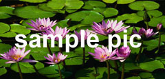 images/stories/mini-pic2.jpg